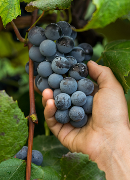 Concord grapes